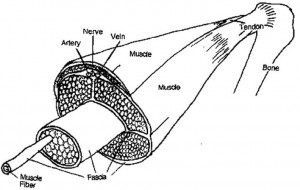 fascia