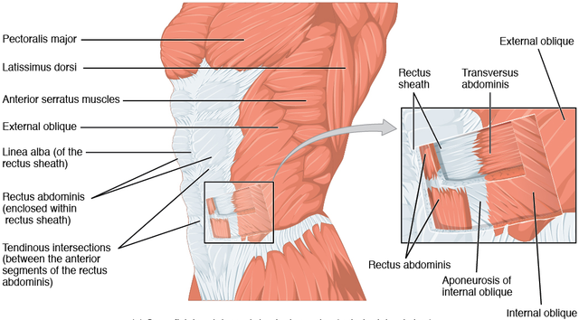 Abdominal Muscles: Transverse Abdominis Function