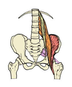 the psoas muscle