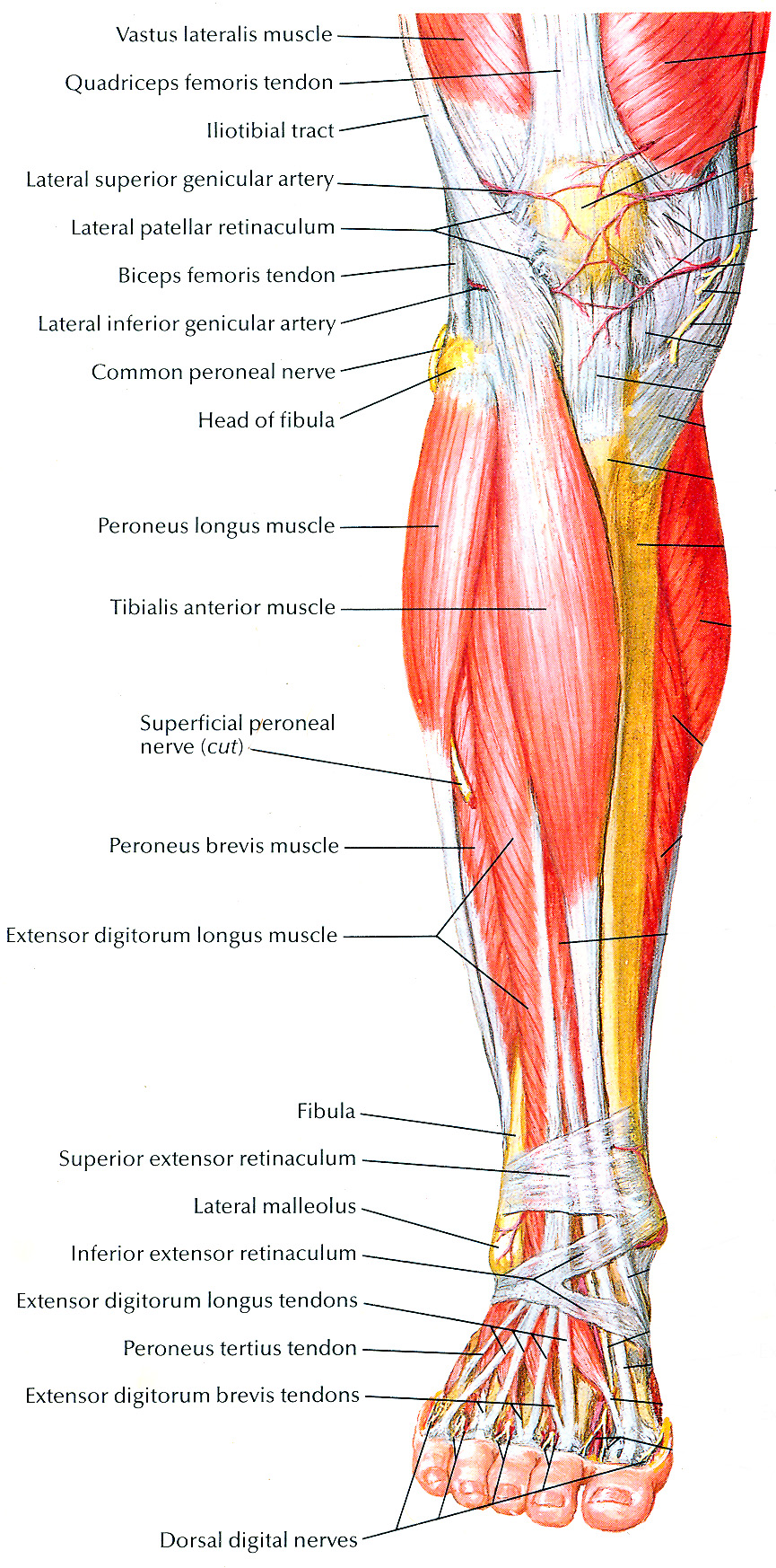 Outer leg muscles sale