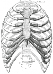 ribcage