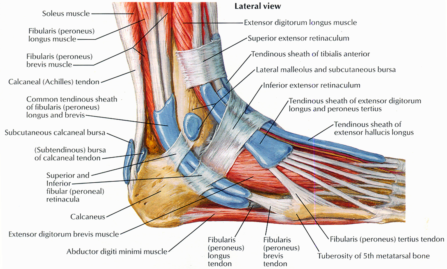 The patellar tendon runs inferiorly from the patella bone to the tibial tuberosity. Upper Leg Tendon Anatomy - Muscles that lift the Arches of the Feet