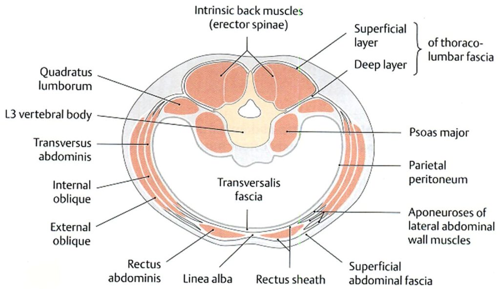 abdomen wrap | CoreWalking