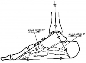 The spring arch of the foot