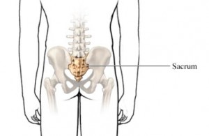 the rhomboids and the sacrum