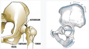 innominate bone