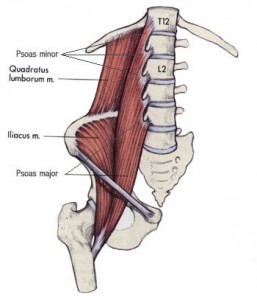 The psoas major, the rhomboids and your tucked pelvis have a intergral relationship