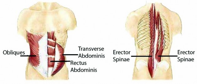 The Detailed Guide about Rectus Abdominis Exercise by SpineGym - Issuu