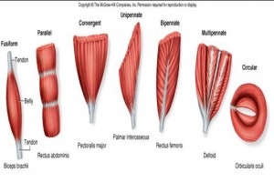 Muscle Shapes: Function Follows Form
