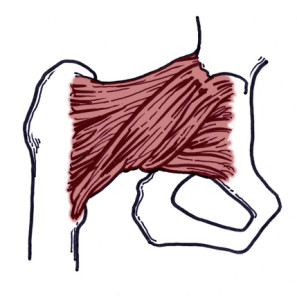 Iliofemoral Ligament