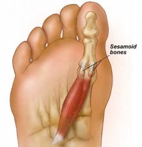 sesamoid bones