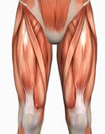 Hip flexors: Psoas, Sartorius, Rectus Femoris