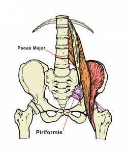 psoas and piriformis muscles