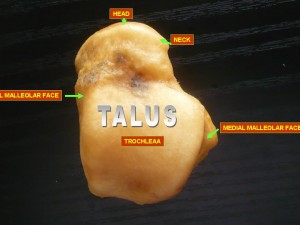 The Talus Bone