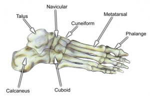The navicular bone