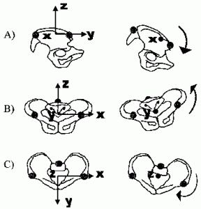 What Does Your Pelvis Do?