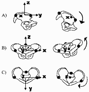 pelvic rotation