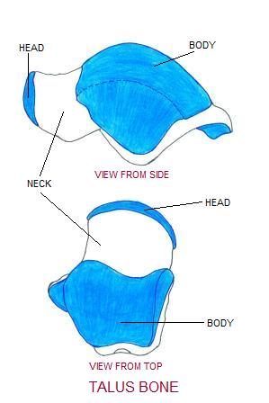 Head body. Элементы body head. Talus Bone Sheep.