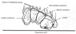 transverse foot arch