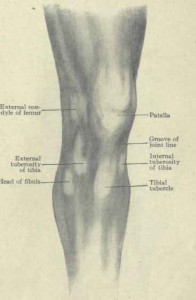 inner knee forward