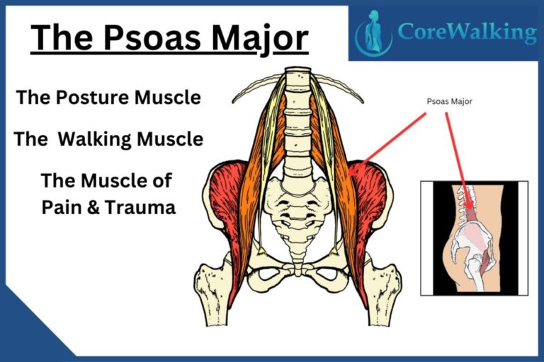 The Relationship Of The Psoas Major And The Urinary Bladder