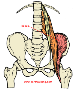 psoas and iliacus