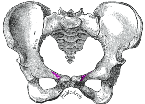 Pectineal_line