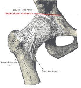 iliopectineal eminence