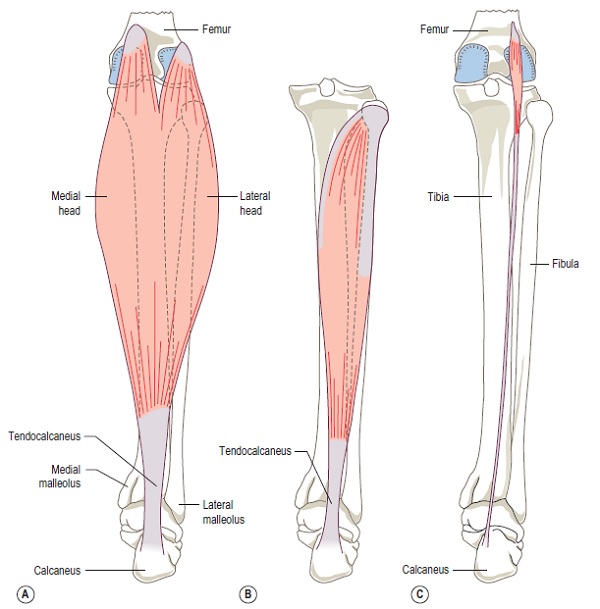 Anatomy Of The Calf Muscle