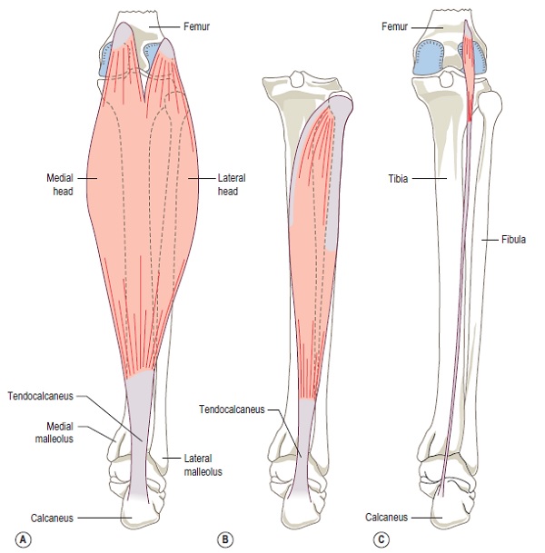 anatomy of the calf muscle2 - CoreWalking