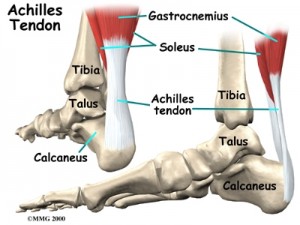 The Alignment Of The Achilles Tendon