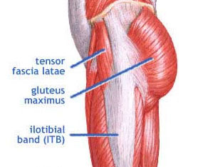 Tensor Fascia Latae Muscle And The Iliotibial Band - Yoganatomy