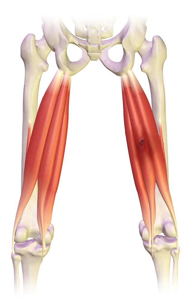 Hamstrings мышца