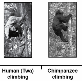 human and chimpanzee feet