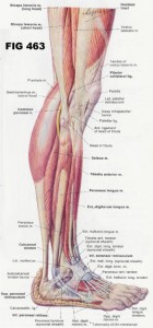 hamstrings and calves