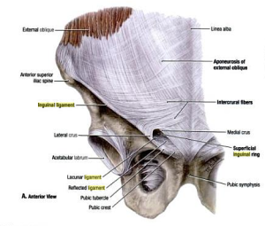 inguinal ligament pain