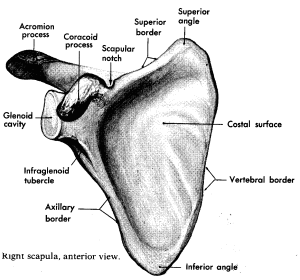 scapula rotation