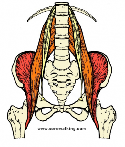 The psoas muscle and diaphragm are intimately linked