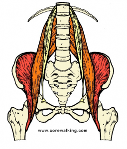 urinary bladder