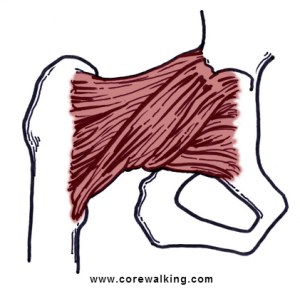 femoral head