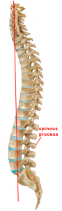 Poor posture can lead to compressing the bones of the lower back