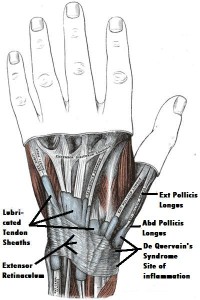 retinaculum