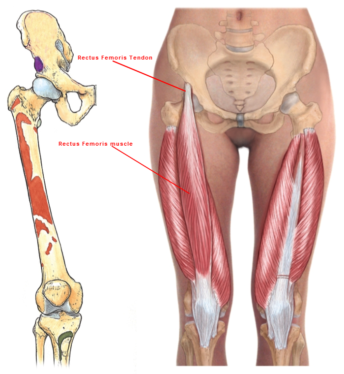 What Muscles Attach Left Hip And Back - How to relieve hip and lower back pain during pregnancy ... / Here we explain the major muscles of the human body.