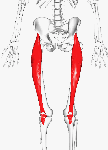 The Rectus Femoris Tendon and Piriformis Syndrome