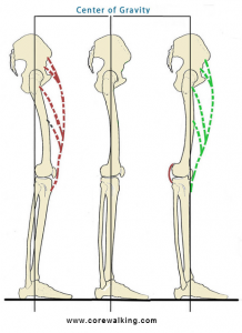 ligaments