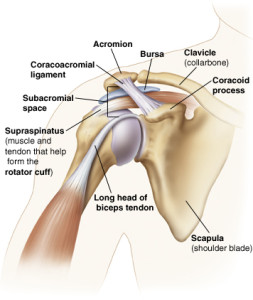 Strengthening the rotator cuff to support hte supraspinatus muscle