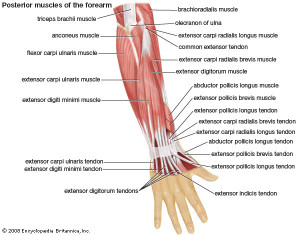 forearm muscle posterior | CoreWalking