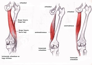 tight hamstrings