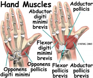 no muscles in the fingers