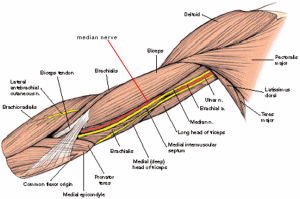 median nerve